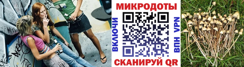хочу наркоту  Ершов  Псилоцибиновые грибы Psilocybine cubensis 
